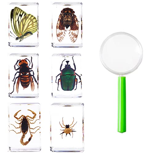 6Pcs Insects in Resin Insect Specimen Set