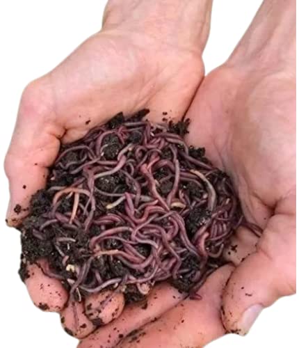 HomeGrownWorms - Red Wiggler Composting Worms