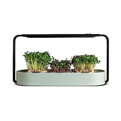 ingarden Microgreens Growing Kit - Boost Your Health with Fresh Superfood Sprouts