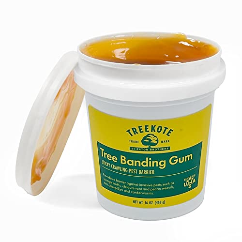 Treekote Banding Gum - Weather-Resistant, 16 oz Tub