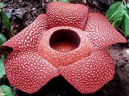 Elwyn Red Flower Seeds - Add Elegance to Your Garden