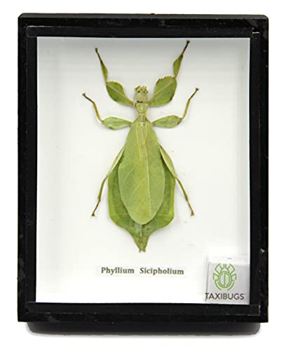 TAXIBUGS Leaf Insect Phylium Sicipholium Display