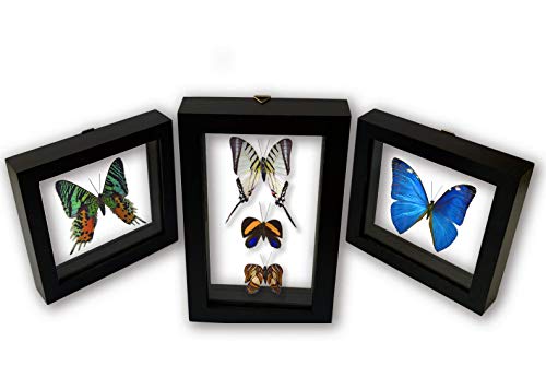Real Butterflies-3 Frames Collection of Museum Quality Taxidermy Insects