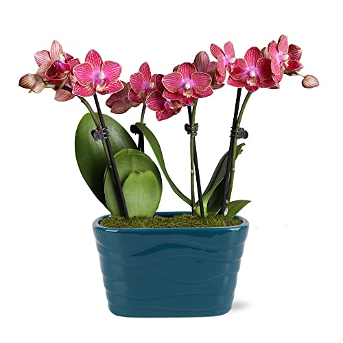 Live Red Orchid in Teal Ceramic Pottery