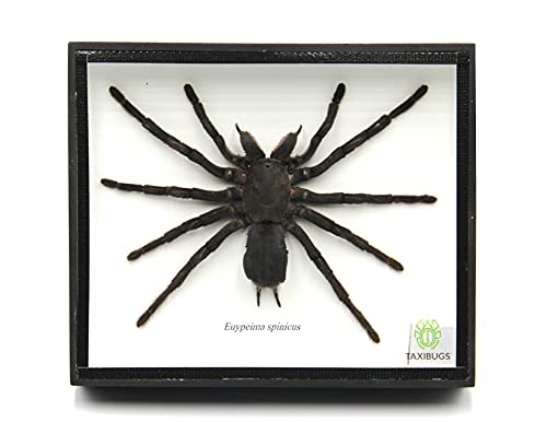 Giant Bird Eating Tarantula Spider Taxidermy Display