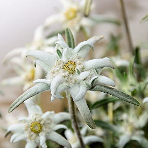 Edelweiss-Leontopodium Alpinum 100 Seeds