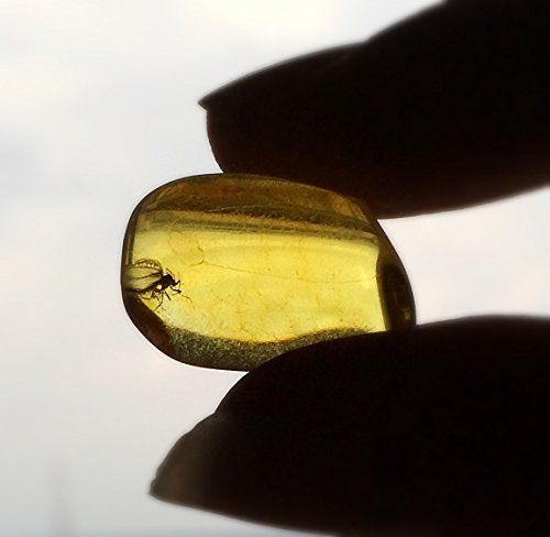 Amber Fossil with Insect Inside - Museum Grade Specimen