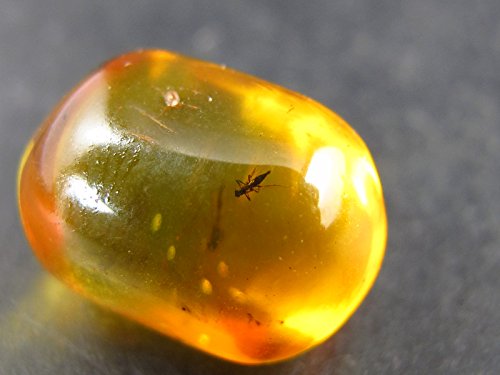 Captivating Rare Insect in Amber from Baltic Sea Stone