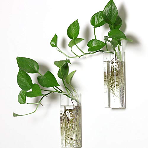 PACDONA Glass Terrariums - Rectangle Shape Plants Holders