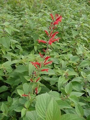 Fragrant Sage - Pineapple- Salvia Herb | Live Plant