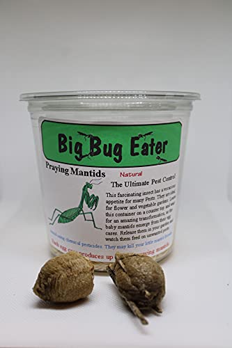 Medium Chinese Ootheca Praying Mantis Eggs + Hatching Kit