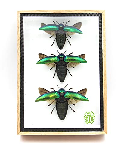Jewel Beetle Mounts Taxidermy in Framed