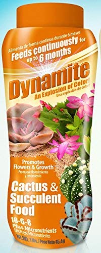 Dynamite Sun Bulb Cactus & Succulent Food