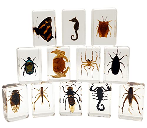 Amber Insect Specimen Set