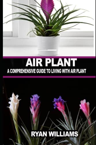 Comprehensive Guide to Living With Air Plant