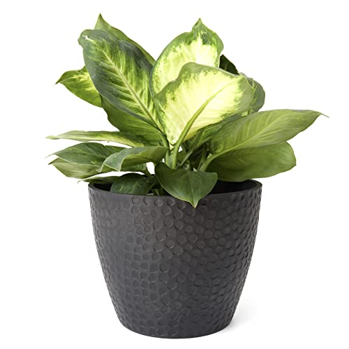 Stylish Honeycomb Design Flower Pots - Indoor and Outdoor Use