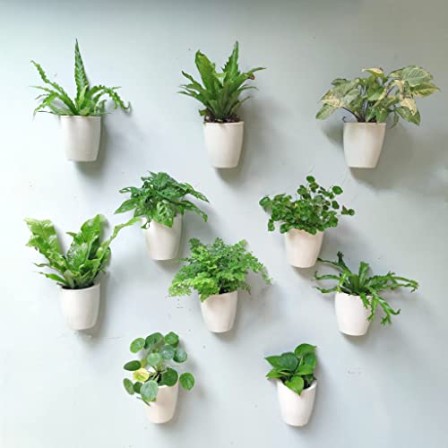 LaLaGreen Wall Planters for Indoor Plants
