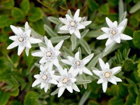 Edelweiss 100 Seeds - Plant The Sound of Music