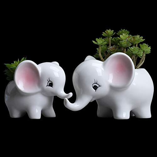 Ogrmar Elephant Plant Window Boxes