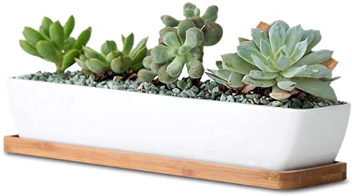 White Ceramic Succulent Planter Pots with Bamboo Saucers