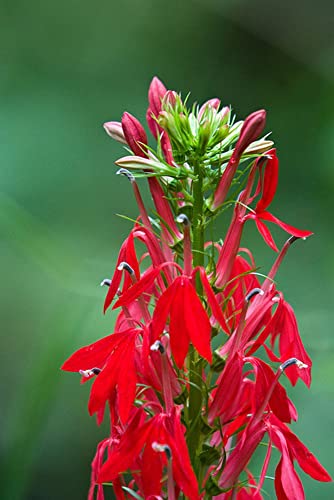 Lobelia Flower Red Cardinal Flower Seeds