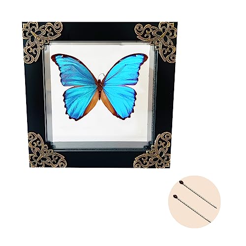 Insect Display Case and Butterfly Shadow Box