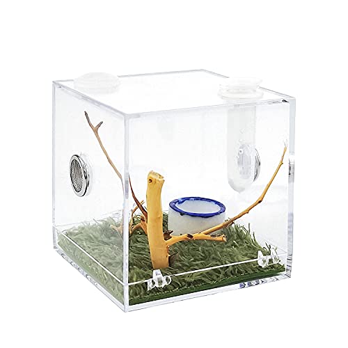 Acrylic Critter Keeper Jumping Spider Enclosure