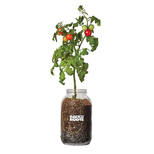 Back to the Roots Cherry Tomato Windowsill Planter Kit