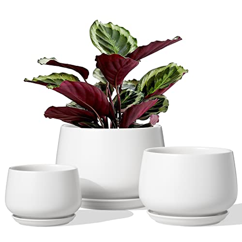 LE TAUCI Ceramic Plant Pots