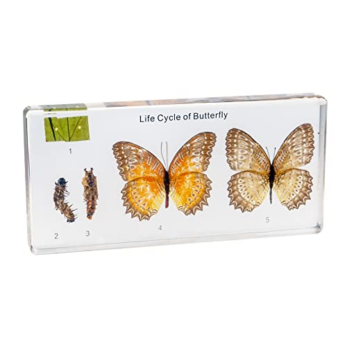 Life Cycle of Common Insect Specimen Resin Collection Science Toys