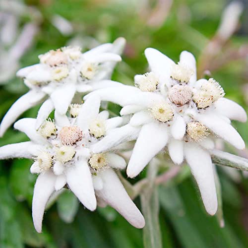 QAUZUY GARDEN- White Edelweiss Ground Cover Flower Seeds