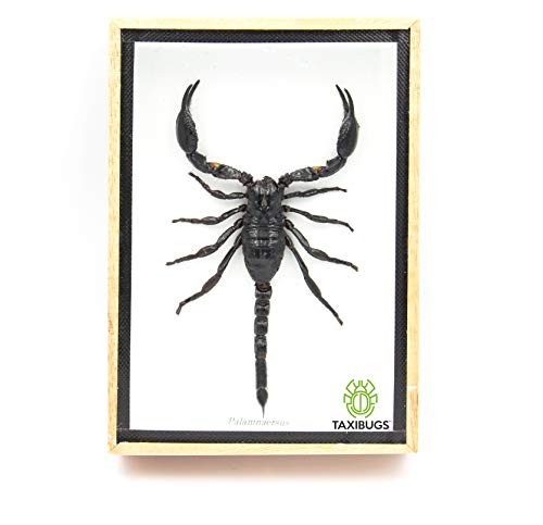 Preserved Taxidermy Scorpion in 3D Wooden Frame