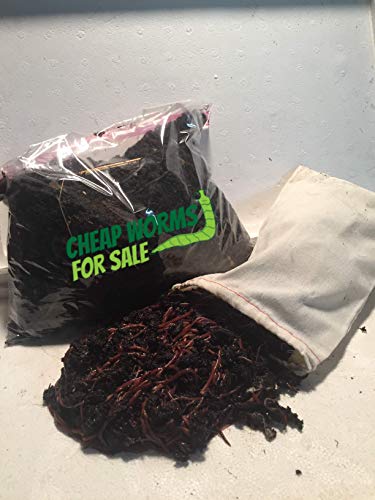 Affordable and Healthy Red Compost Worms for Sale