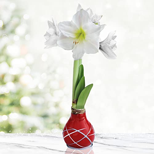 Red Picasso Amaryllis Flower Bulb with Stand