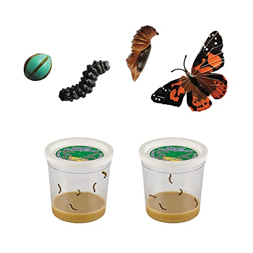Caterpillar & Butterfly Figurines - STEM Education