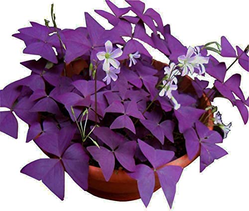 Purple Shamrocks Lucky Lovely Flowers Bulbs - Grows Indoor or Outdoor