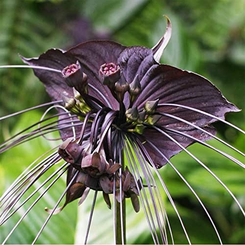 QAUZUY GARDEN's 10 Bat Flower Seeds: Rare and Exotic Addition to Your Garden