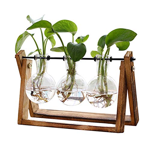 XXXFLOWER Plant Terrarium with Wooden Stand
