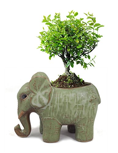 Dahlia Adorable Ceramic Elephant Succulent Planter