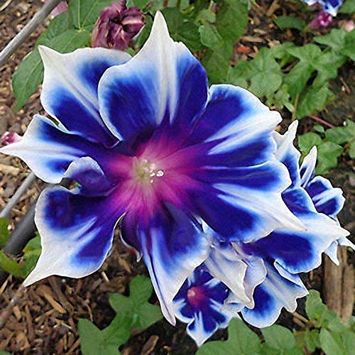 Morning Glory Seeds for Beautiful Perennial Flowers