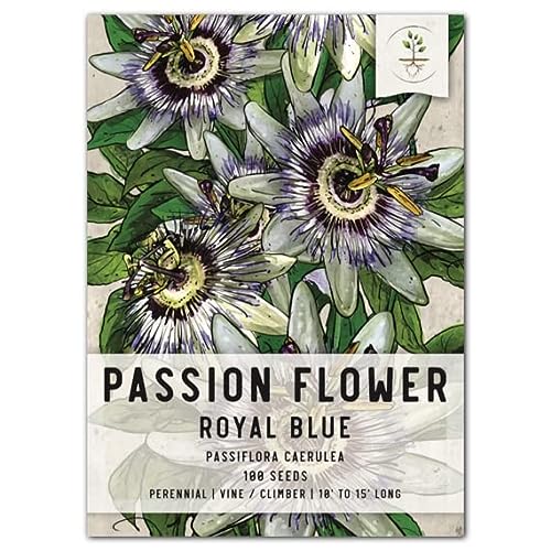 Blue Passion Flower Seeds for Planting - Heirloom & Open Pollinated