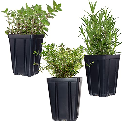 Fragrant Herb Plant Collection - Fresh Herb Kit