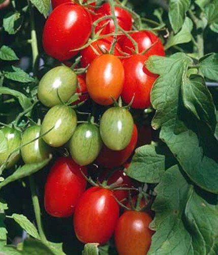 Juliet Grape Tomato Seeds