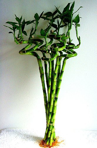 10 Stalks of 18 Inches Spiral Lucky Bamboo with Fertilizer