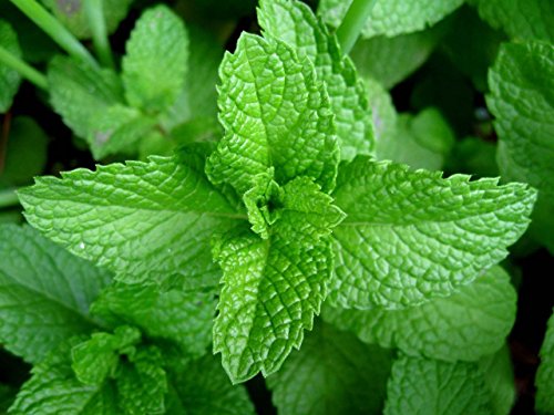 Delicious Peppermint Herb Seeds: Heirloom, Non-GMO - Easy to Grow and Harvest