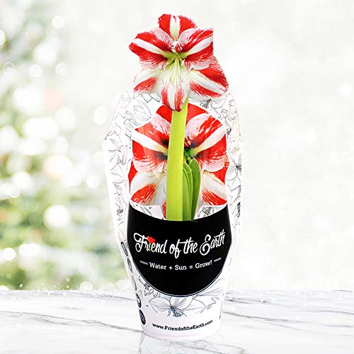 Super Star Potted Amaryllis - Gift Ready