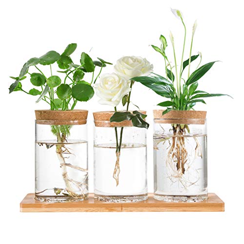 Desktop Plant Terrarium - 3 Pcs Glass Propagation Planter