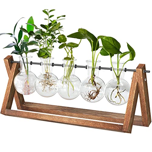 CFMOUR Plant Terrarium with Wooden Stand