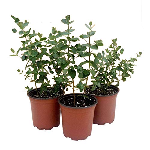 Live Aromatic and Healthy Herb Eucalyptus