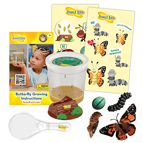Live Cup of Caterpillars with Magnifier and Butterfly Stages